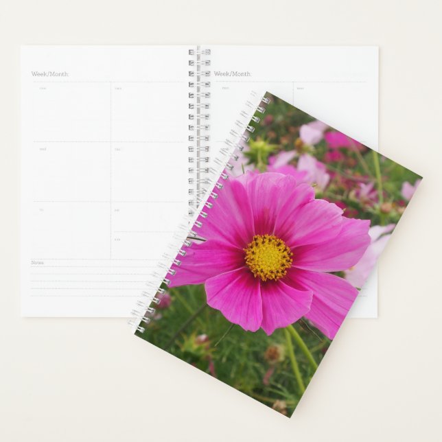 Agenda Hermosa flor Cosmos Rosa (Demostración)