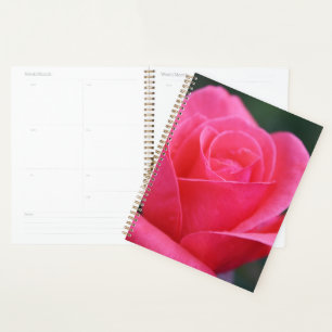 Agenda Hermosa foto de macro Rosa Rosa Rosa