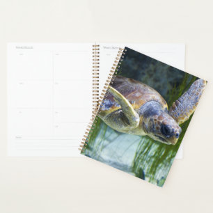Agenda Hermosa Tortuga Marítima Nadando