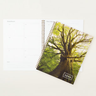 Agenda Hermoso árbol de haya