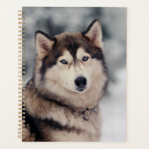 Agenda Hermoso Husky al aire libre