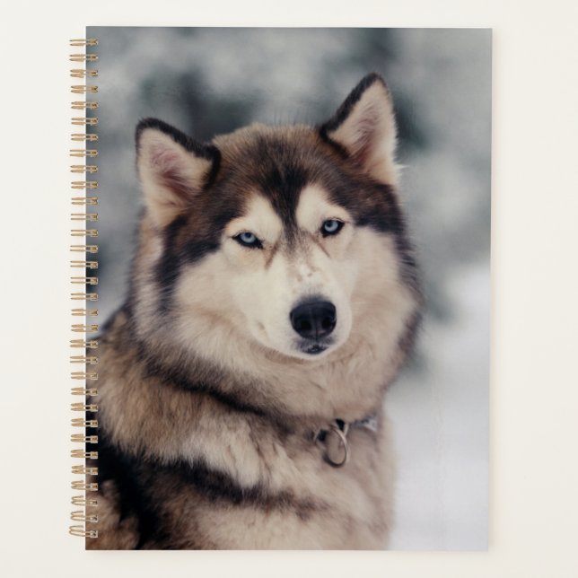 Agenda Hermoso Husky al aire libre (Anverso)