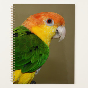 Agenda Hermoso loro caique blanco belmentado posando