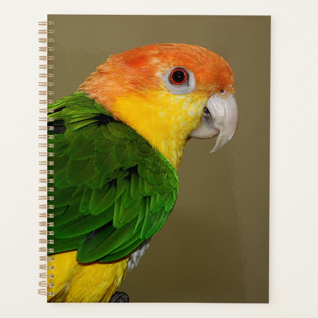 Agenda Hermoso loro caique blanco belmentado posando (Anverso)