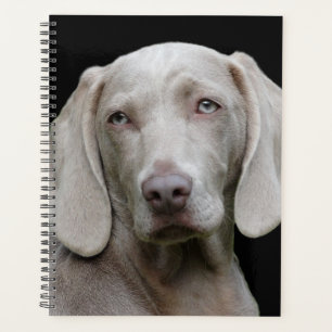 Agenda Hermoso perro de caza de Weimaraner