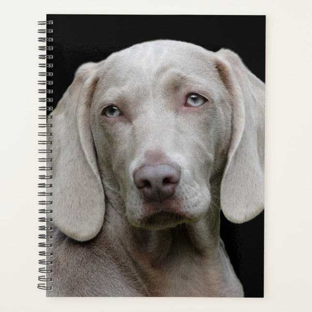 Agenda Hermoso perro de caza de Weimaraner (Anverso)