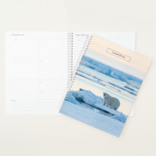 Agenda Hielo y nieve   Polar Bear Iceberg Noruega