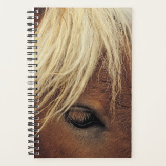 Agenda Hípica Foto Equine Horse White Mane