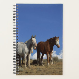 Agenda Hípica foto equino Caballos de pie Pasto occident