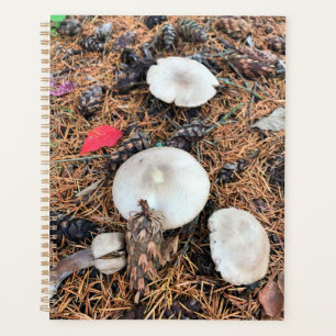 Agenda Hongos y pieles
