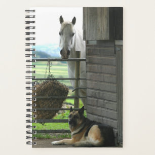 Agenda Horse Photo Equine Horse Dog