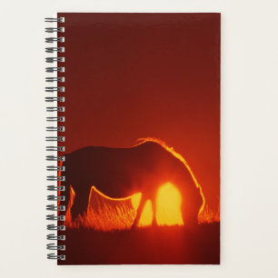 Agenda Horse Photo Equine Horse Red Sunset