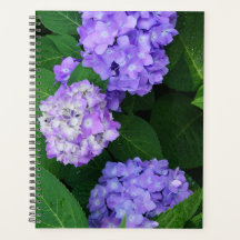 Hortensia Lavanda