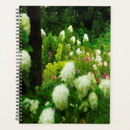 Agenda Hortensias Limelight en mi jardín Rubio