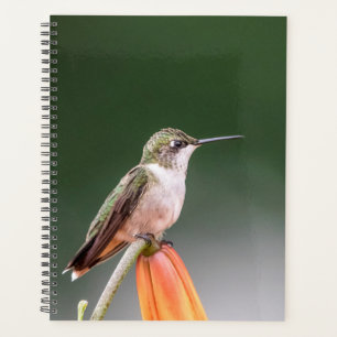 Agenda Hummingbird en el Valle de Hudson 2024