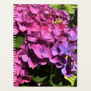 Agenda Hydrangeas