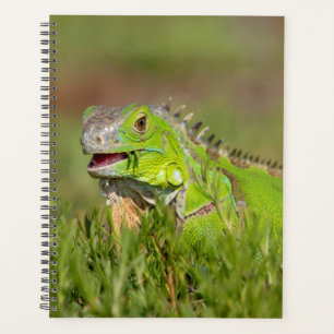 Agenda Iguana en Florida 2024