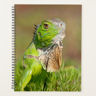 Agenda Iguana en Florida 2024