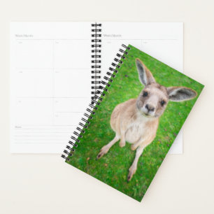 Agenda Imágenes de Getty   Baby Kangaroo