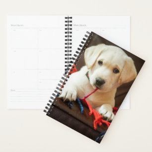 Agenda Imágenes de Getty   Cachorro En Un Sofá
