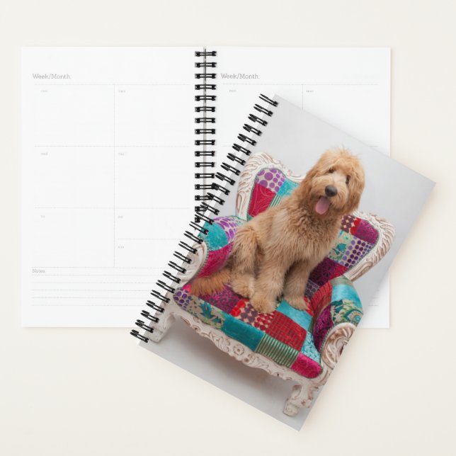 Agenda Imágenes de Getty | Cute Goldendoodle (Demostración)