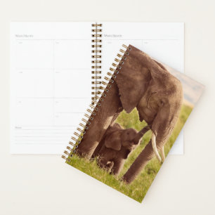 Agenda Imágenes de Getty   Elefante y bebé
