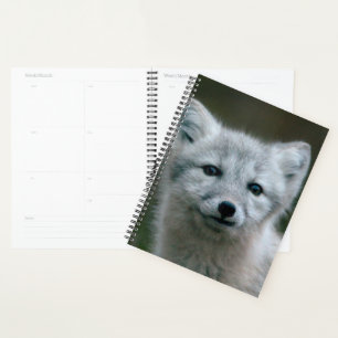 Agenda Imágenes de Getty Kit de Fox Ártico