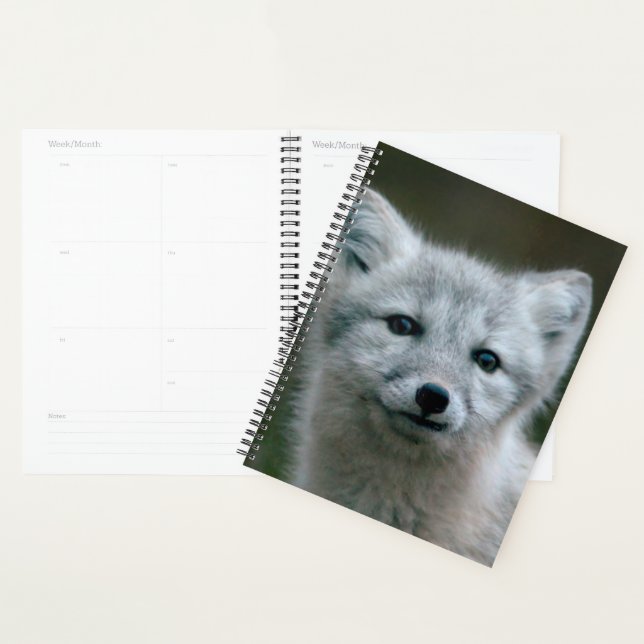 Agenda Imágenes de Getty | Kit de Fox Ártico (Demostración)