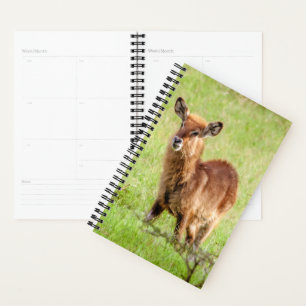 Agenda Imágenes de Getty Young Brown Antelope Waterbuc