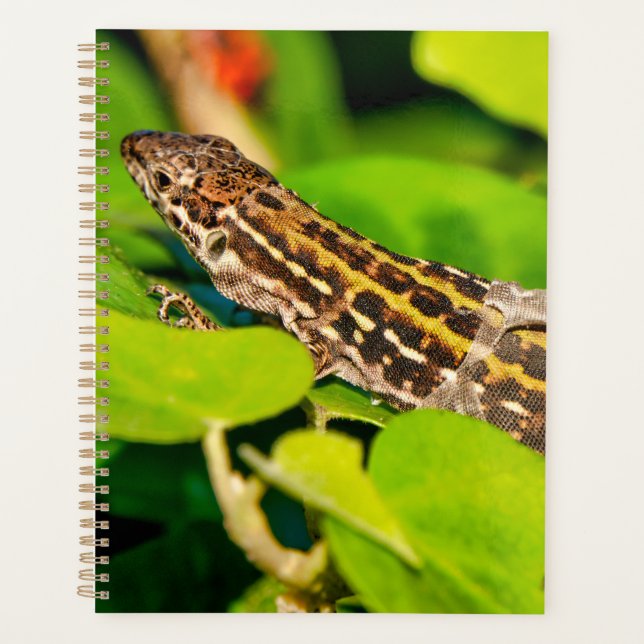 Agenda Italian wall lizard (Anverso)