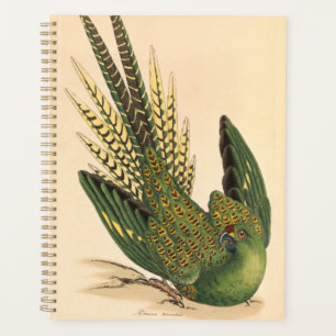 Agenda James Sowerby Ground Parrot, Psittacus terrestres