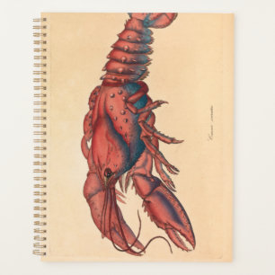 Agenda James Sowerby Serrate Lobster
