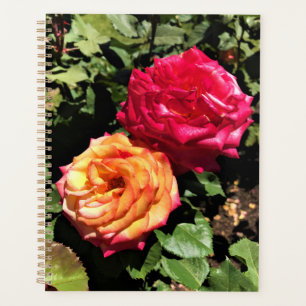 Agenda Jardín Internacional de Pruebas de Rosa, Portland,