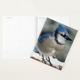 Agenda Jay azul