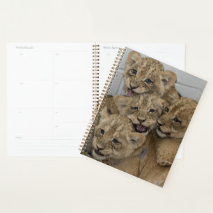 Agenda Jugando Cubs Chitas
