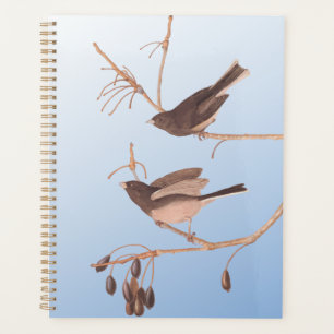 Agenda Junco Audubon, de ojos oscuros, aviva la nieve en 