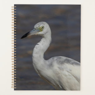 Agenda Juvenile Heron 2024
