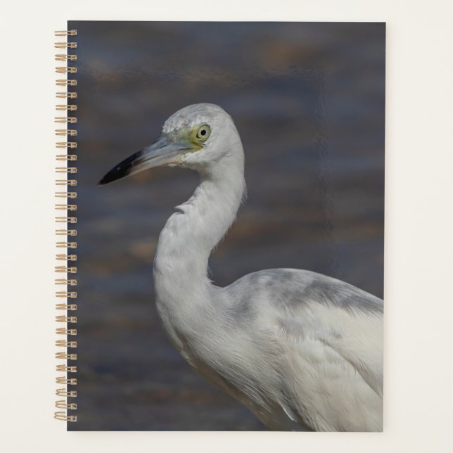 Agenda Juvenile Heron 2024 (Anverso)