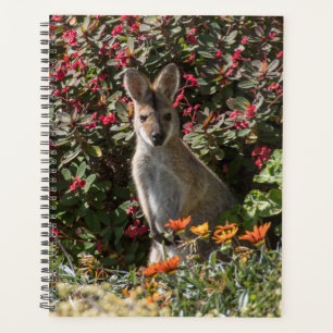 Agenda Kangaroo