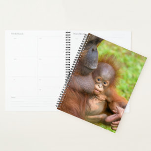 Agenda La adorada guarnición de madre de orrangután
