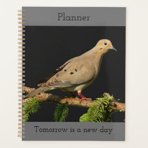 Agenda La paloma de duelo