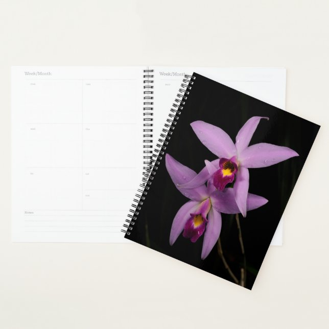 Agenda Laelia Anceps (Demostración)