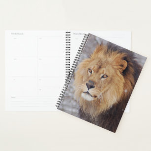 Agenda León