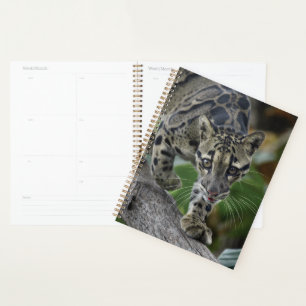 Agenda Leopardo nublado en movimiento