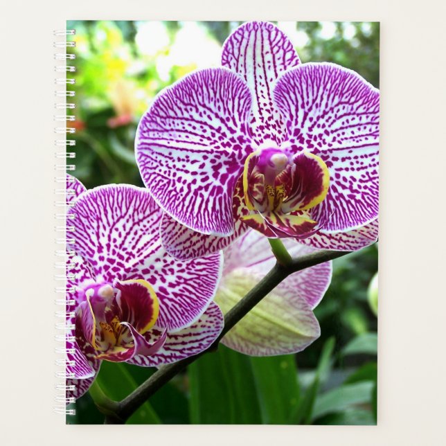 Agenda Lg Planner Orquídeas Purple Striped (Anverso)