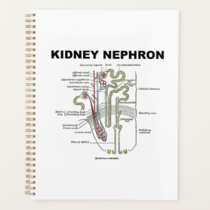 Agenda Libro de texto sobre anatomía de Kidney Nephron G