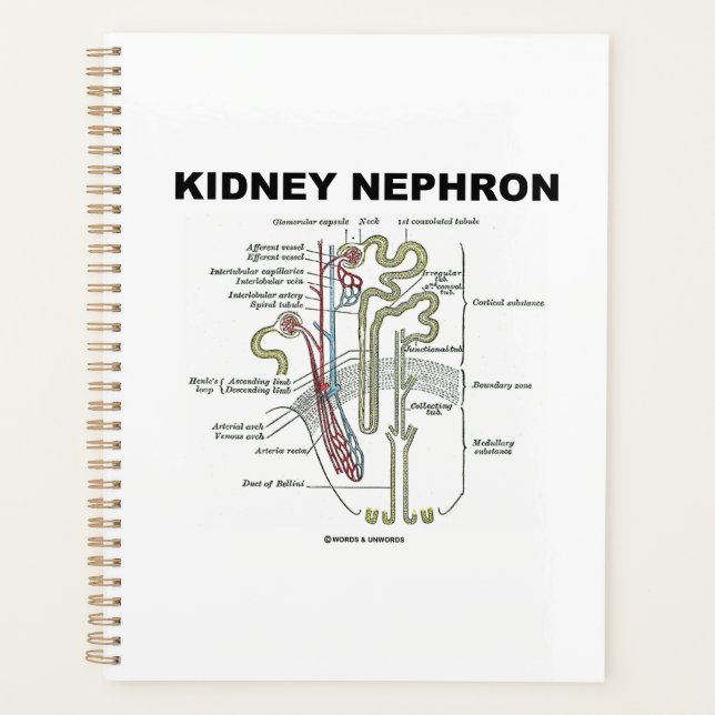 Agenda Libro de texto sobre anatomía de Kidney Nephron Gr (Anverso)