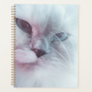 Agenda Lilly 
