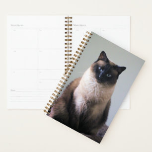 Agenda Lily