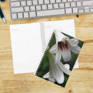 Agenda Lirios Gigantes del Himalaya Floral